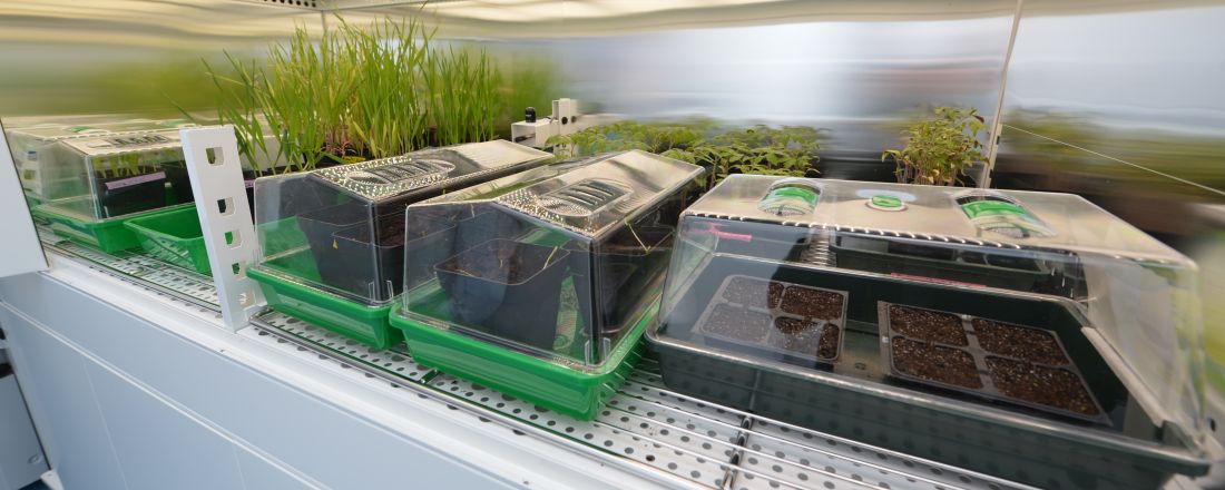 cultivation of plants in the lab
